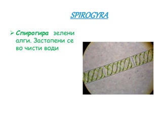  Спирогира зелени
алги. Застапени се
во чисти води
 