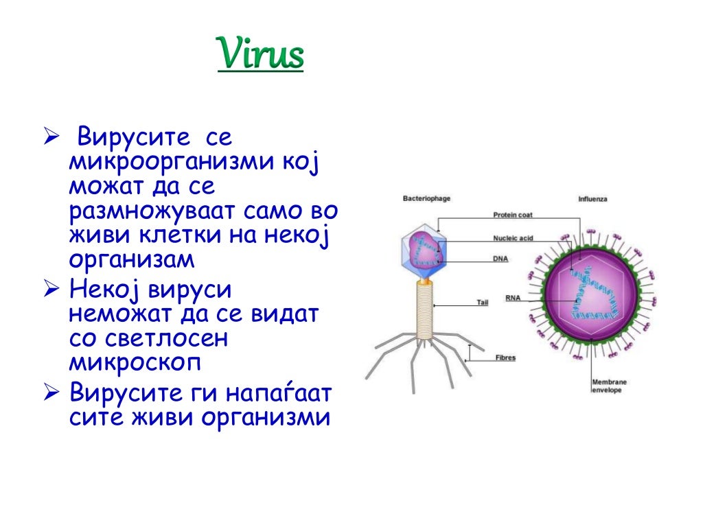 микроорганизми