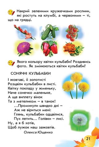 21
Накрий зеленими кружечками рослини,
які ростуть на клумбі, а червоними – ті,
що на грядці.
Якого кольору квітки кульбаби? Роздивись
фото. Як змінюються квітки кульбаби?
СоНЯЧНІ КульБАБКи
І жовтаві, й золотисті
Розцвіли кульбабки в листі.
Квітку покладу у жменьку,
Наче сонечко маленьке,
А ще виплету вінок
Та з метеликом – в танок!
...Проминули швидко дні –
Аж не віриться мені:
Глянь, кульбабки одцвілися,
Пух летить... Голівки – лисі.
Ну, а я б хотів,
Щоб лужок наш зажовтів.
олекса Ющенко
 