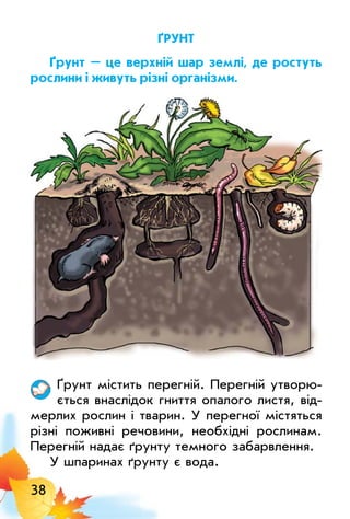 38
Ґрунт
Ґрунт – це верхній шар землі, де ростуть
рослини і живуть різні організми.
Ґрунт містить перегній. Перегній утворю­
ється внаслідок гниття опалого листя, від­
мерлих рослин і тварин. у перегної містяться
різні поживні речовини, необхідні рослинам.
Перегній надає ґрунту темного забарвлення.
у шпаринах ґрунту є вода.
 