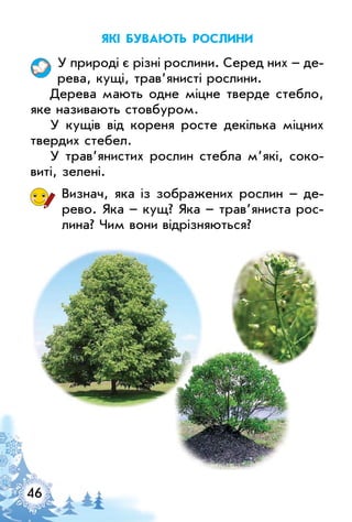 46
Які бувають рослини
у природі є різні рослини. Серед них – де­
рева, кущі, трав’янисті рослини.
Дерева мають одне міцне тверде стебло,
яке називають стовбуром.
у кущів від кореня росте декілька міцних
твердих стебел.
у трав’янистих рослин стебла м’які, соко­
виті, зелені.
Визнач, яка із зображених рослин – де­
рево. Яка – кущ? Яка – трав’яниста рос­
лина? Чим вони відрізняються?
 