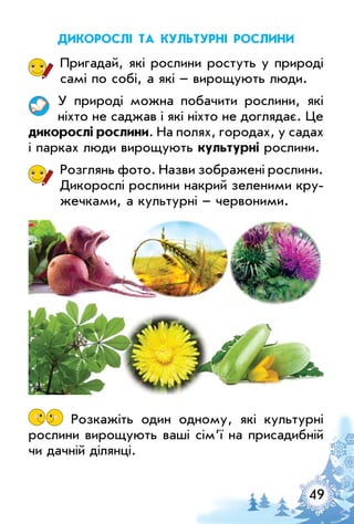 49
дикорослі та культурні рослини
Пригадай, які рослини ростуть у природі
самі по собі, а які – вирощують люди.
у природі можна побачити рослини, які
ніхто не саджав і які ніхто не доглядає. це
дикорослі рослини. На полях, городах, у садах
і парках люди вирощують культурні рослини.
Розглянь фото. Назви зображені рослини.
Дикорослі рослини накрий зеленими кру­
жечками, а культурні – червоними.
Розкажіть один одному, які культурні
рослини вирощують ваші сім’ї на присадибній
чи дачній ділянці.
 