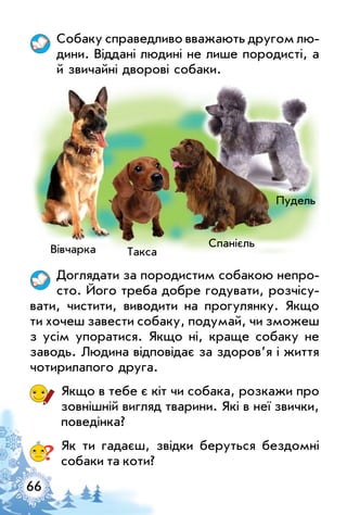 66
Собаку справедливо вважають другом лю­
дини. Віддані людині не лише породисті, а
й звичайні дворові собаки.
Доглядати за породистим собакою непро­
сто. Його треба добре годувати, розчісу­
вати, чистити, виводити на прогулянку. Якщо
ти хочеш завести собаку, подумай, чи зможеш
з усім упоратися. Якщо ні, краще собаку не
заводь. людина відповідає за здоров’я і життя
чотирилапого друга.
Якщо в тебе є кіт чи собака, розкажи про
зовнішній вигляд тварини. Які в неї звички,
поведінка?
? Як ти гадаєш, звідки беруться бездомні
собаки та коти?
Пудель
Такса
Спанієль
Вівчарка
 