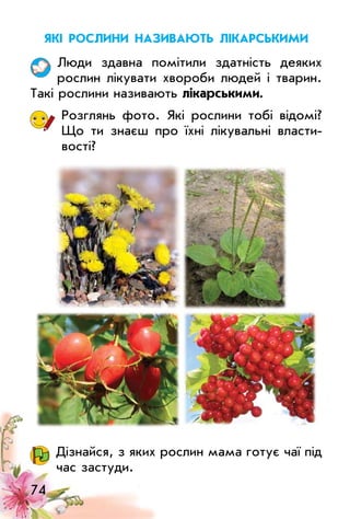 74
Які рослини називають лікарськиМи
люди здавна помітили здатність деяких
рослин лікувати хвороби людей і тварин.
Такі рослини називають лікарськими.
Розглянь фото. Які рослини тобі відомі?
Що ти знаєш про їхні лікувальні власти­
вості?
Дізнайся, з яких рослин мама готує чаї під
час застуди.
 