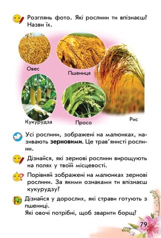 79
Розглянь фото. Які рослини ти впізнаєш?
Назви їх.
усі рослини, зображені на малюнках, на­
зивають зерновими. це трав’янисті росли­
ни.
Дізнайся, які зернові рослини вирощують
на полях у твоїй місцевості.
? Порівняй зображені на малюнках зернові
рослини. За якими ознаками ти впізнаєш
кукурудзу?
Дізнайся у дорослих, які страви готують з
пшениці.
Які овочі потрібні, щоб зварити борщ?
Пшениця
Кукурудза
овес
Просо
Рис
 