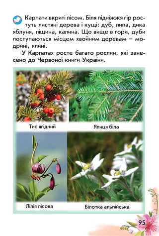 95
Карпати вкриті лісом. Біля підніжжя гір рос­
туть листяні дерева і кущі: дуб, липа, дика
яблуня, ліщина, калина. Що вище в гори, дуби
поступаються місцем хвойним деревам – мо­
дрині, ялині.
у Карпатах росте багато рослин, які зане­
сено до Червоної книги україни.
Ялиця білаТис ягідний
лілія лісова Білотка альпійська
 