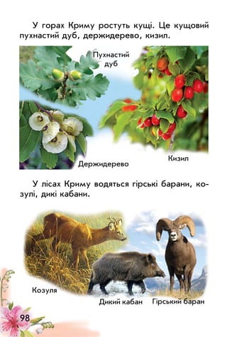 98
У горах Криму ростуть кущі. Це кущовий
пухнастий дуб, держидерево, кизил.
У лісах Криму водяться гірські барани, ко­
зулі, дикі кабани.
Держидерево
Козуля
Пухнастий
дуб
Кизил
Дикий кабан Гірський баран
 