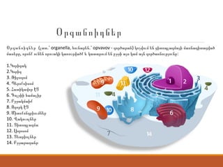 Օրգանոիդներ
Օրգանոիդներ ( . organella, . opvavov - )լատ ՝ հունարեն ՝ գործարան կոչվում են ցիտոպլազմայի մասնագիտացված
, :մասերը որոնք ունեն որոշակի կառուցվածք և կատարում են բջջի այս կամ այն գործառնությունը
1.Կորիզակ
2.Կորիզ
3. Ռիբողոմ
4. Պերոքսիսոմ
5. Հատիկավոր ԷՑ
6. Գոլջիի համալիր
7. Բջջակմախք
8. Ողորկ ԷՑ
9. Միտոքոնդրիումներ
10. Վակուոլներ
11. Ցիտոպլազմա
12. Լիզոսոմ
13. Ցետրիոլներ
14. Բջջաթաղանթ
 