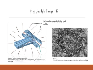 Բջջակենտրոն
. http://2.bp.blogspot.com/-Աղբյուր ՝
R0IChiVN7VQ/T8j5LioxAtI/AAAAAAAAALE/glh4SC_15tA/s1600/centros
oma.png
Սպիտակուցային թելեր կամ
խրձեր
.Աղբյուր ՝
https://www.stolaf.edu/people/giannini/cell/cent/Bronchio21.jpg
 