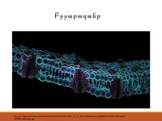 Բջջաթաղանթ
. http://preview.turbosquid.com/Preview/2014/07/06__21_31_46/cellMembrane.jpgd9884a78-6395-4194-893a-Աղբյուրը ՝
2329fbf1e8f2Large.jpg
 