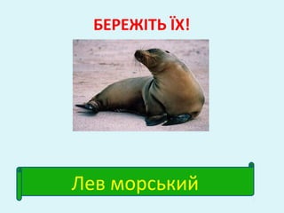 БЕРЕЖІТЬ ЇХ!
Лев морський
 