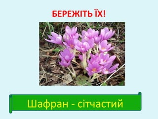 БЕРЕЖІТЬ ЇХ!
Шафран - сітчастий
 