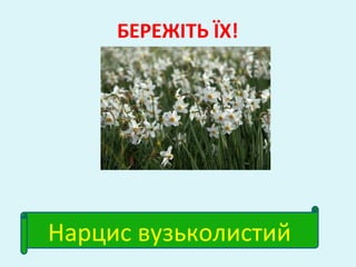 БЕРЕЖІТЬ ЇХ!
Нарцис вузьколистий
 