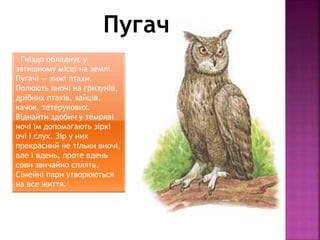 Гніздо обладнує у
затишному місці на землі.
Пугачі — хижі птахи.
Полюють вночі на гризунів,
дрібних птахів, зайців,
качок, тетерукових.
Віднайти здобич у темряві
ночі їм допомагають зіркі
очі і слух. Зір у них
прекрасний не тільки вночі,
але і вдень, проте вдень
сови звичайно сплять.
Сімейні пари утворюються
на все життя.
Пугач
 