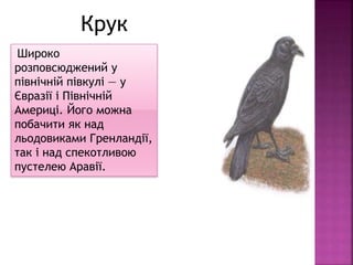 Широко
розповсюджений у
північній півкулі — у
Євразії і Північній
Америці. Його можна
побачити як над
льодовиками Гренландії,
так і над спекотливою
пустелею Аравії.
Крук
 