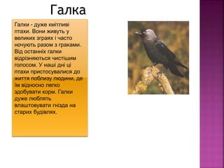 Галки - дуже кмітливі
птахи. Вони живуть у
великих зграях і часто
ночують разом з граками.
Від останніх галки
відрізняються чистішим
голосом. У наші дні ці
птахи пристосувалися до
життя поблизу людини, де
їм відносно легко
здобувати корм. Галки
дуже люблять
влаштовувати гнізда на
старих будівлях.
Галка
 