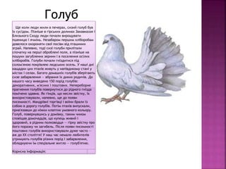 Ще коли люди жили в печерах, сизий голуб був
їх сусідом. Пізніше в гірських долинах Закавказзя і
Близького Сходу люди почали вирощувати
пшеницю і ячмінь. Незабаром першим хліборобам
довелося охороняти свої посіви від пташиних
зграй. Напевно, тоді сизі голуби прилітали
спочатку на перші оброблені поля, а пізніше на
пошуки загублених зернин і в поселення осілих
хліборобів. Голуби почали гніздитися під
солом'яною покрівлею людських осель. У наші дні
нащадки цих птахів живуть у напівдикому стані у
містах і селах. Багато домашніх голубів зберігають
сизе забарвлення — вбрання їх диких родичів. До
нашого часу виведено 150 порід голубів:
декоративних, м'ясних і поштових. Непереборне
прагнення голубів повернутися до рідного гнізда
помічено здавна. Як гінців, що несли звістку, їх
використовували, напевно, ще до появи
писемності. Мандрівні торгівці і воїни брали із
собою в дорогу голубів. Потім птахів випускали,
прив'язавши до ніжки клаптик умовного кольору.
Голуб, повернувшись у домівку, таким чином
сповіщав домочадців, що купець живий і
здоровий, а рідним полководця — гірку звістку про
його поразку чи загибель. Після появи писемності
поштових голубів використовували дуже часто —
аж до XX століття! У наш час немало любителів
утримують голубів різних порід і забарвлення,
обладнуючи їм спеціальне житло — голуб'ятню.
Корисна інформація:
Голуб
 