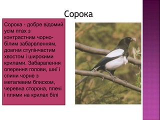 Сорока - добре відомий
усім птах з
контрастним чорно-
білим забарвленням,
довгим ступінчастим
хвостом і широкими
крилами. Забарвлення
оперення голови, шиї і
спини чорне з
металевим блиском,
черевна сторона, плечі
і плями на крилах білі
Сорока
 