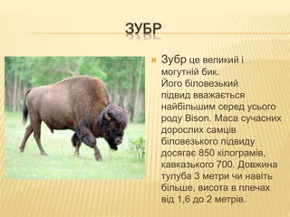 ЗУБР
 Зубр це великий і
могутній бик.
Його біловезький
підвид вважається
найбільшим серед усього
роду Bison. Маса сучасних
дорослих самців
біловезького підвиду
досягає 850 кілограмів,
кавказького 700. Довжина
тулуба 3 метри чи навіть
більше, висота в плечах
від 1,6 до 2 метрів.
 