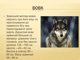 ВОВК
 Зовнішній вигляд вовка
свідчить про його міць та
пристосування до
тривалого бігу при
переслідуванні своїх
жертв. Дорослий вовк
зазвичай більший за
вівчарку: довжина тіла з
головою, але без хвоста
досягає 135—160 см,
хвоста —40—52 см.
Висота в плечах 80—
95 см. Маса зазвичай
45—60 кг.
 
