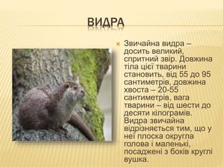 ВИДРА
 Звичайна видра –
досить великий,
спритний звір. Довжина
тіла цієї тварини
становить, від 55 до 95
сантиметрів, довжина
хвоста – 20-55
сантиметрів, вага
тварини – від шести до
десяти кілограмів.
Видра звичайна
відрізняється тим, що у
неї плоска округла
голова і маленькі,
посаджені з боків круглі
вушка.
 