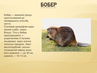 БОБЕР
Бобер — великий гризун,
пристосований до
напівводного способу
життя.
Статевий диморфізм вира
жений слабо, самки
більші. Тіло у бобра
приосадкувате, з
укороченими 5-палими
кінцівками; задні значно
сильніші передніх. Хвіст
веслоподібний, сильно
сплющений зверху вниз;
його довжина — до 30 см,
ширина — 10-13 см.
 
