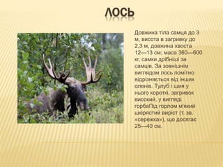 ЛОСЬ
Довжина тіла самця до 3
м, висота в загривку до
2,3 м, довжина хвоста
12—13 см; маса 360—600
кг, самки дрібніші за
самців. За зовнішнім
виглядом лось помітно
відрізняється від інших
оленів. Тулуб і шия у
нього короткі, загривок
високий, у вигляді
горбаПід горлом м'який
шкірястий виріст (т. зв.
«сережка»), що досягає
25—40 см.
 