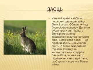 ЗАЄЦЬ
 У нашій країні найбільш
поширені два види зайця :
біляк і русак. Обидва влітку
буро-сірого кольору. До зими
русак трохи світлішає, а
біляк різко змінює
забарвлення хутра на чисто
біле. Біляк живе в лісі — це
лісовий заєць. Днем біляк
спить, а вночі виходить на
годівлю. Взимку він
харчується корою дерев.
Заєць біля дерева часто
піднімається на задні лапи,
щоб дістати кору яка більш
м’яка.
 