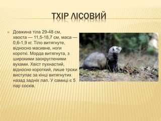 ТХІР ЛІСОВИЙ
 Довжина тіла 29-48 см,
хвоста — 11,5-18,7 см, маса —
0,6-1,9 кг. Тіло витягнуте,
відносно масивне, ноги
короткі. Морда витягнута, з
широкими заокругленими
вухами. Хвіст пухнастий,
відносно короткий, лише трохи
виступає за кінці витягнутих
назад задніх лап. У самиці є 5
пар сосків.
 