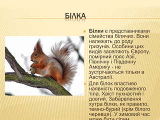 БІЛКА
 Білки є представниками
сімейства білячих. Вони
належать до роду
гризунів. Особини цих
видів заселяють Європу,
помірний пояс Азії,
Північну і Південну
Америку - не
зустрічаються тільки в
Австралії.
 Для білок властиво
наявність подовженого
тіла. Хвіст пухнастий і
довгий. Забарвлення
хутра білки, як правило,
темно-бурий (крім білого
черевця). У зимовий час
 