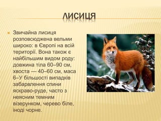 ЛИСИЦЯ
 Звичайна лисиця
розповсюджена вельми
широко: в Європі на всій
території. Вона також є
найбільшим видом роду:
довжина тіла 60–90 см,
хвоста — 40–60 см, маса
6–У більшості випадків
забарвлення спини
яскраво-руде, часто з
неясним темним
візерунком, черево біле,
іноді чорне.
 