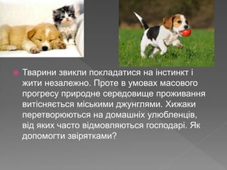  Тварини звикли покладатися на інстинкт і
жити незалежно. Проте в умовах масового
прогресу природне середовище проживання
витісняється міськими джунглями. Хижаки
перетворюються на домашніх улюбленців,
від яких часто відмовляються господарі. Як
допомогти звірятками?
 