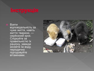  Взяти
відповідальність за
чуже життя, навіть
життя тварини, —
серйозний крок.
Слідкуйте за
правильністю їх
раціону, завжди
міняйте їм воду,
періодично
підгодовуйте
вітамінами.
 