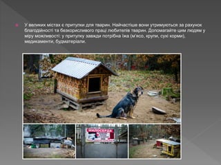  У великих містах є притулки для тварин. Найчастіше вони утримуються за рахунок
благодійності та безкорисливого праці любителів тварин. Допомагайте цим людям у
міру можливості: у притулку завжди потрібна їжа (м’ясо, крупи, сухі корми),
медикаменти, будматеріали.
 