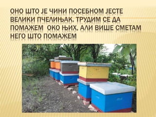 OНО ШТО ЈЕ ЧИНИ ПОСЕБНОМ ЈЕСТЕ
ВЕЛИКИ ПЧЕЛИЊАК. ТРУДИМ СЕ ДА
ПОМАЖЕМ ОКО ЊИХ, АЛИ ВИШЕ СМЕТАМ
НЕГО ШТО ПОМАЖЕМ
 