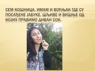 СЕМ КОШНИЦА, ИМАМ И ВОЋЊАК ГДЕ СУ
ПОСАЂЕНЕ ЈАБУКЕ, ШЉИВЕ И ВИШЊЕ ОД
КОЈИХ ПРАВИМО ДИВАН СОК.
 