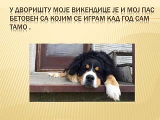 У ДВОРИШТУ МОЈЕ ВИКЕНДИЦЕ ЈЕ И МОЈ ПАС
БЕТОВЕН СА КОЈИМ СЕ ИГРАМ КАД ГОД САМ
ТАМО .
 
