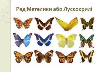 Ряд Метелики або Лускокрилі
 