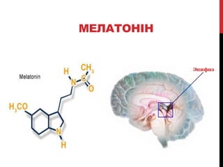 МЕЛАТОНІН
 