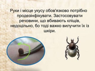 Руки і місце укусу обов'язково потрібно
продезінфікувати. Застосовувати
речовини, що вбивають кліщів,
недоцільно, бо тоді важко вилучити їх із
шкіри.
 