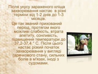 Після укусу зараженого кліща
захворювання настає в різні
терміни від 1-2 днів до 1-3
місяців.
Це так званий прихований
період, протягом якого
можливі слабкість, втрата
апетиту, сонливість,
підвищення температури до
37,2-37,4 ° С. Після цього
настає різкий початок
захворювання у вигляді
гарячкового стану, сильних
болів в м'язах, іноді з
судомами.
 