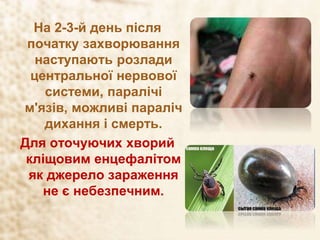 На 2-3-й день після
початку захворювання
наступають розлади
центральної нервової
системи, паралічі
м'язів, можливі параліч
дихання і смерть.
Для оточуючих хворий
кліщовим енцефалітом
як джерело зараження
не є небезпечним.
 