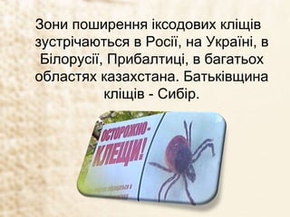 Зони поширення іксодових кліщів
зустрічаються в Росії, на Україні, в
Білорусії, Прибалтиці, в багатьох
областях казахстана. Батьківщина
кліщів - Сибір.
 