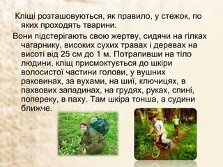 Кліщі розташовуються, як правило, у стежок, по
яких проходять тварини.
Вони підстерігають свою жертву, сидячи на гілках
чагарнику, високих сухих травах і деревах на
висоті від 25 см до 1 м. Потрапивши на тіло
людини, кліщ присмоктується до шкіри
волосистої частини голови, у вушних
раковинах, за вухами, на шиї, ключицях, в
пахвових западинах, на грудях, руках, спині,
попереку, в паху. Там шкіра тонша, а судини
ближче.
 