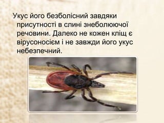 Укус його безболісний завдяки
присутності в слині знеболюючої
речовини. Далеко не кожен кліщ є
вірусоносієм і не завжди його укус
небезпечний.
 