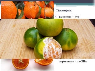 Танжерин
• Танжерин — это
разновидность
мандарина тайского
происхождения.
Бывают разных сортов
и цветов, размеров.
Вкус этих тропических
фруктов кардинально
отличается от
привычных для нас
мандаринов, они
имеют свой особый
аромат.
• Особенно любят
выращивать их в США
 