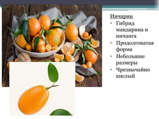 Инчарин
• Гибрид
мандарина и
инчанга
• Продолговатая
форма
• Небольшие
размеры
• Чрезвычайно
кислый
 