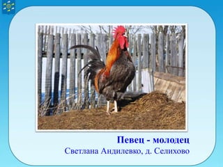 Певец - молодец
Светлана Андилевко, д. Селихово
 