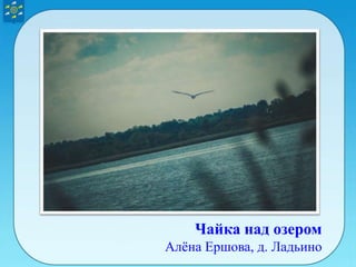 Чайка над озером
Алёна Ершова, д. Ладьино
 