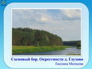 Сосновый бор. Окрестности д. Глухово
Евелина Матвеева
 